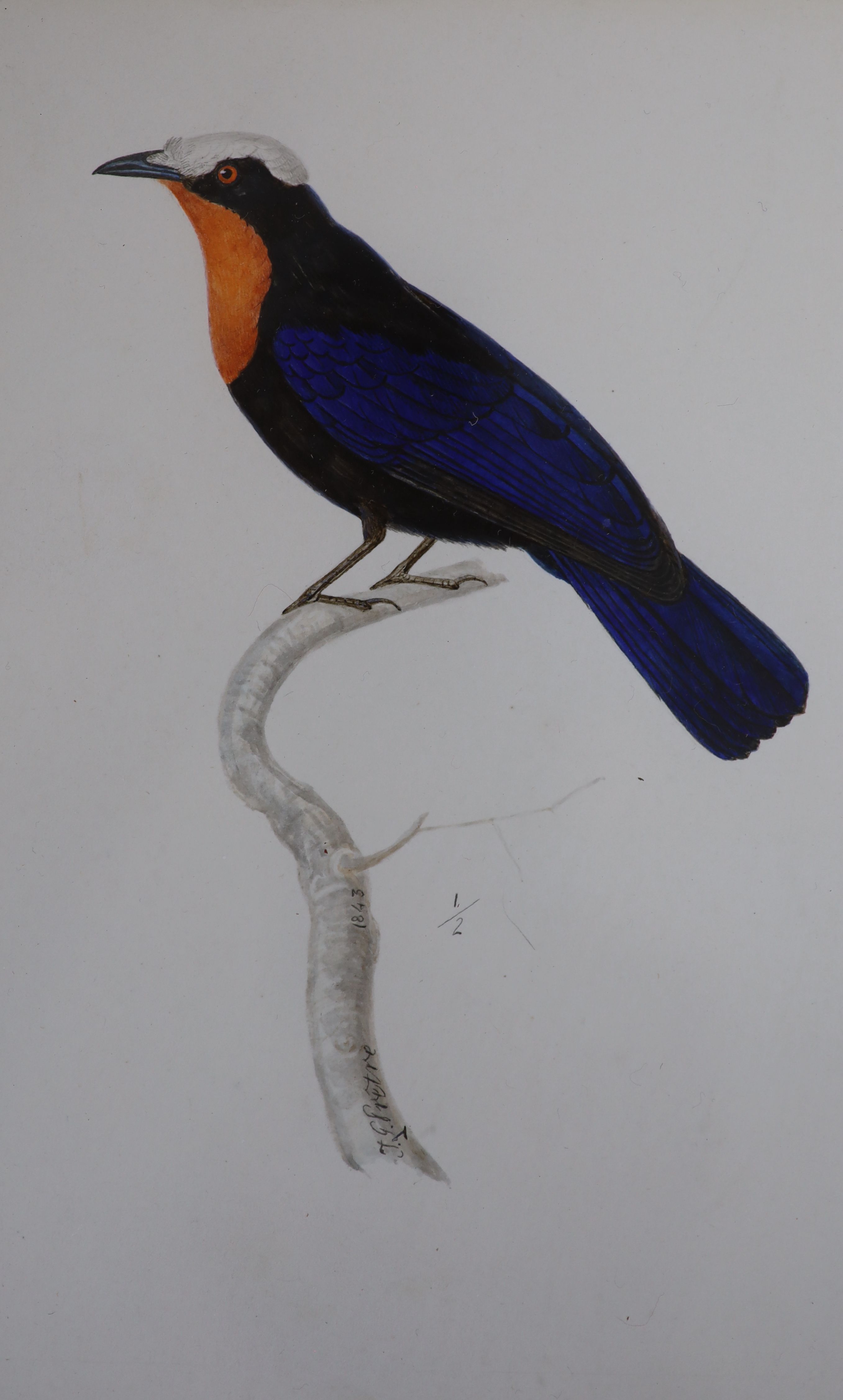 Jean-Gabriel Prêtre (1768-1849), four watercolours, Studies of exotic birds, signed and dated 1873, 18 x 12cm and a set of four coloured engravings of birds, 25 x 20cm